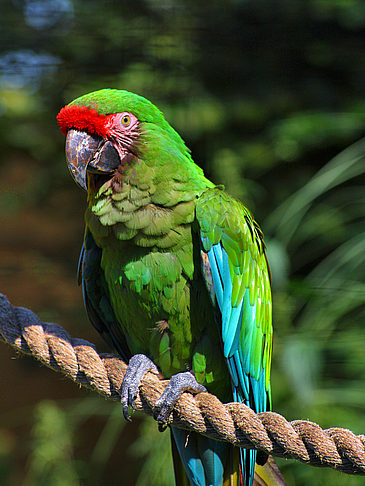 Zoo London - England (London)