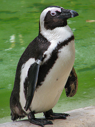 Zoo London - England (London)