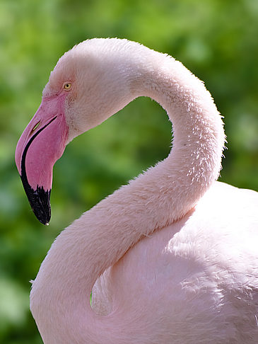 Zoo London - England (London)