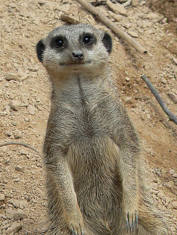 Zoo London - England (London)
