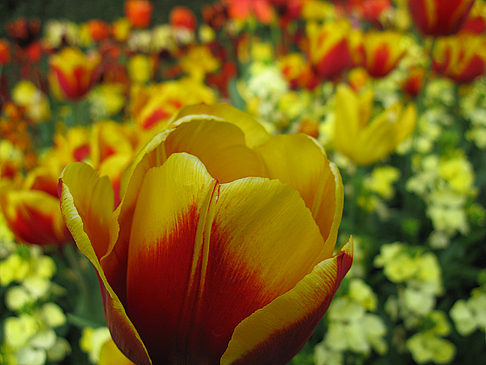 Regent´s Park - England (London)