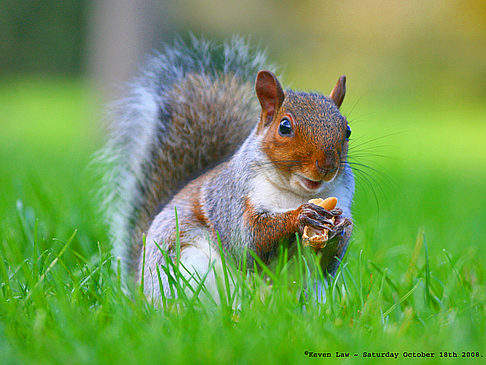 Regent´s Park - England (London)