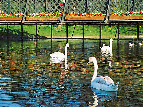 Regent´s Park - England (London)